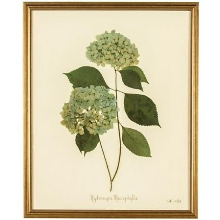 Wall Art Print Hydrangea Macrophylla Flower New Framed Zt 1653 Wall Art Print Hydrangea Macrophylla Flower New Framed Zt 1653