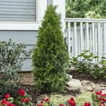 thumbnail image 4 of Expert Gardener 2.5Q Leyland Cypress Evergreen Live Shrub Plant Sun, 4 of 6