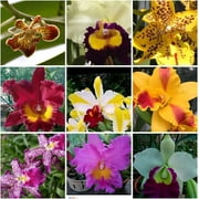 5 Live Orchid Plants (Cattleya, Oncidium, Dendrobium, Vanda, and Phalaenopsis )