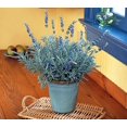 thumbnail image 4 of Goodwin Creek Grey Lavender - Live Plant - Good Scents - 3" Pot, 4 of 4