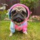 thumbnail image 3 of Sudadera con capucha para perro Spark Paws Premium Stretch, cálida, talla 2XL, 3 of 5