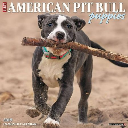 Puppies Wall Calendar - American Pit Bull Terrier Puppies 2019 Wall Calendar (Dog Breed Calendar) (Other)