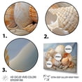 thumbnail image 3 of Designart "Photorealistic Seashells composition" Animals Floater Framed Wall Art Print, 3 of 7