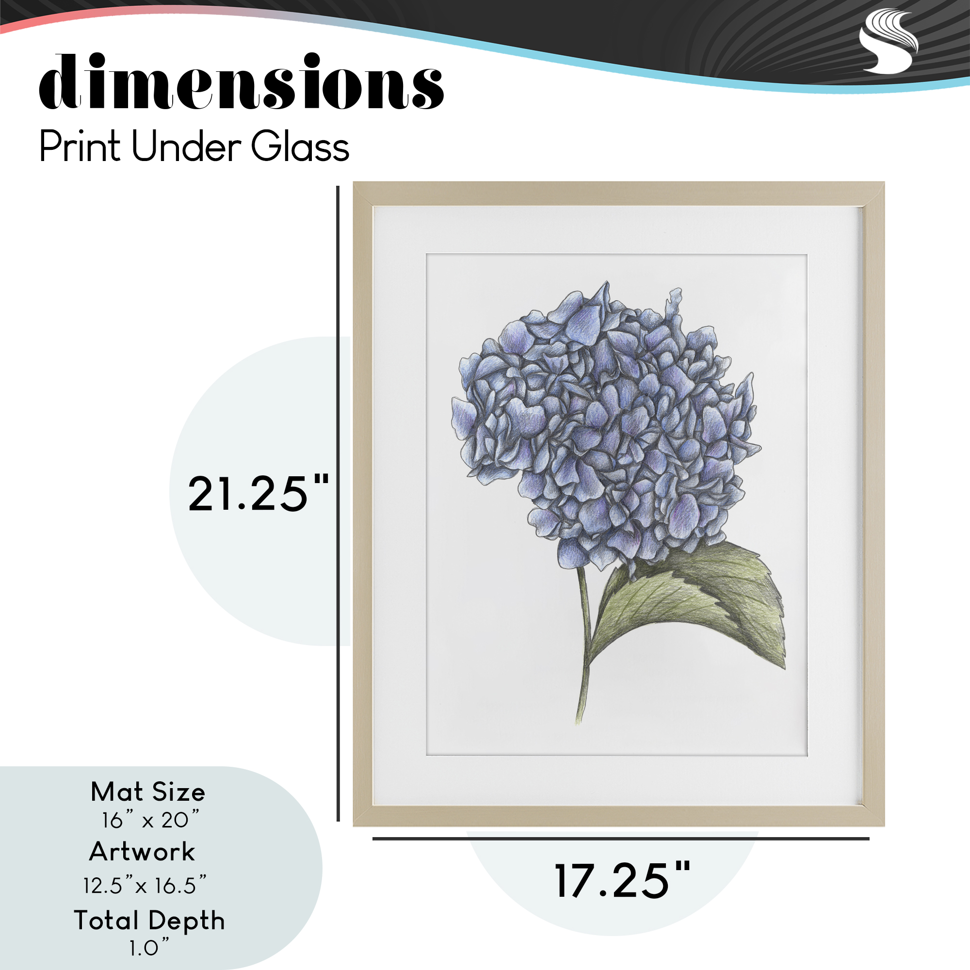 Hydrangea Sketch Blossom Birch Framed Print Under Glass, design by Cecilia Battaini