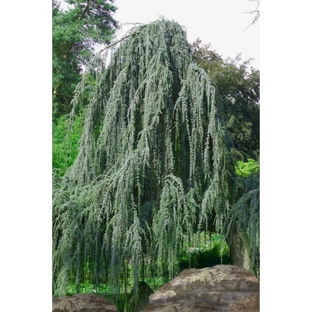 RedCrocus Weeping Blue Atlas Cedar Live Plant – Cedrus atlantica 'Glauca Pendula' Evergreen Landscape Tree  1 Gallon Nursery Pot