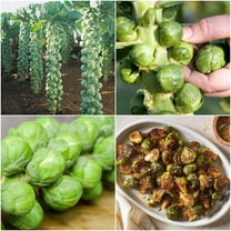 Brussell Sprouts Seeds for Growing - 50 Seeds