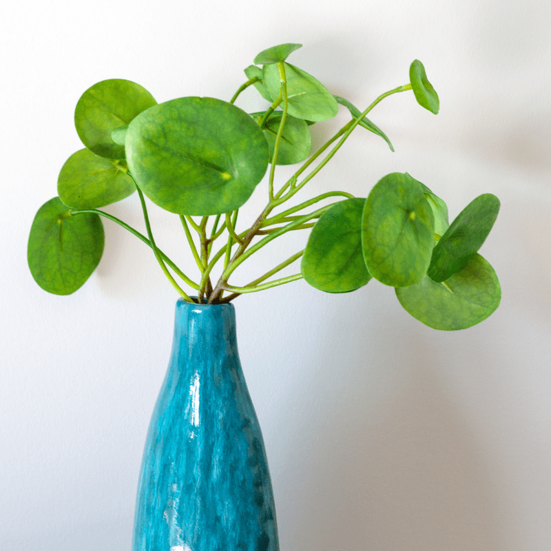 Money Plant, Pilea Peperomioides Live Plant, Peperomia pilea, 2 inch Pot for Indoor Houseplant