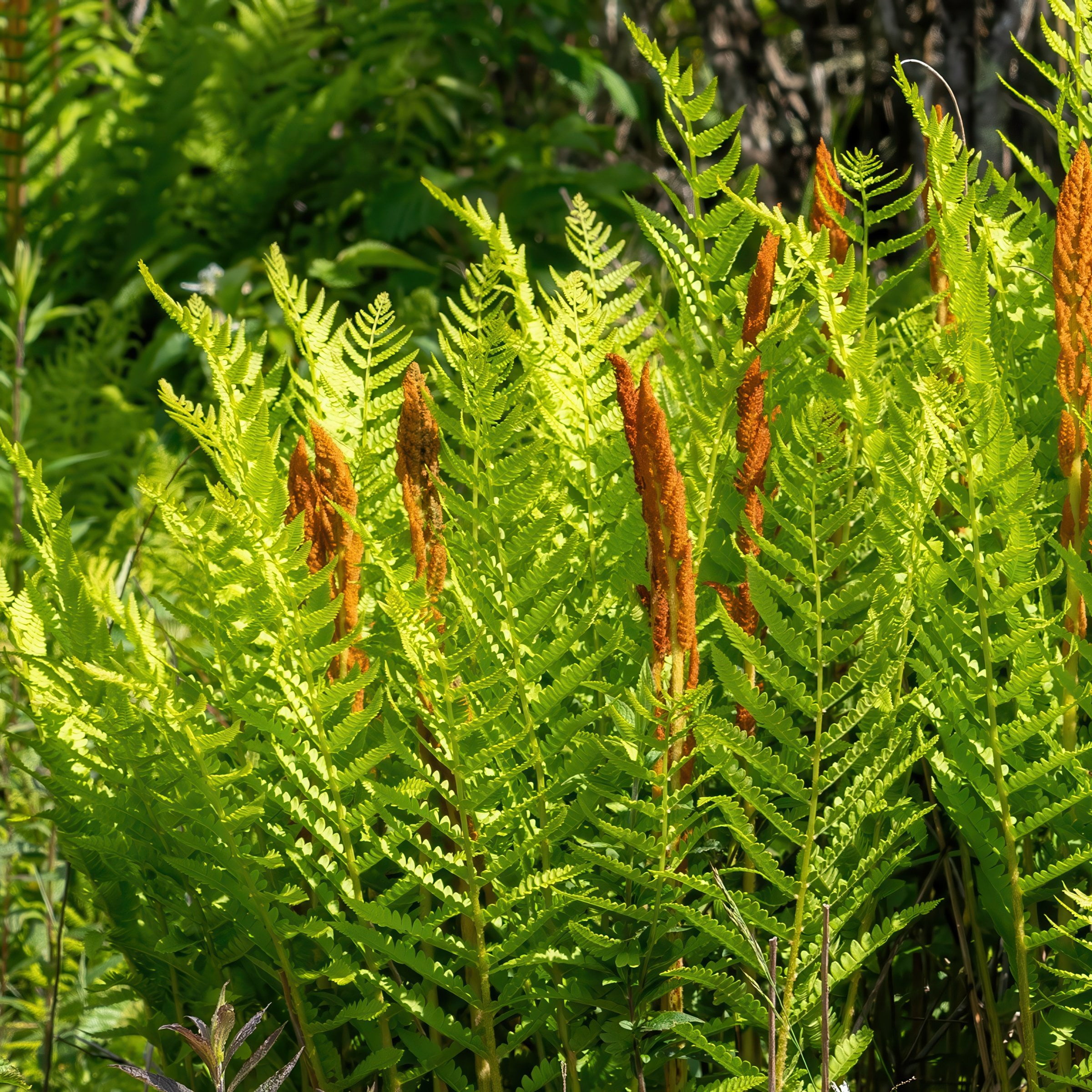 2.5 in Live Perennial Cinnamon Fern - 3 Piece