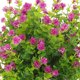 thumbnail image 3 of BESTYASH Plantas Falsas Para Jardín Y Porche Con Flores Artificiales Violetas, 3 of 6