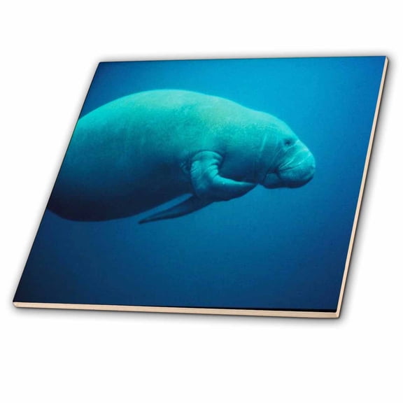3dRose, Cute Picture Of Florida Manatee Scratching Itself, 4 Inch Ceramic Tile