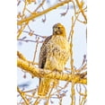 thumbnail image 2 of Jaynes Gallery 11x14 White Modern Wood Framed Museum Art Print Titled - USA-Colorado-Fort Collins Red-tailed hawk close-up, 2 of 4