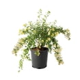 thumbnail image 1 of 2 Gallon Bridalwreath Spirea (Spiraea) Shrub, 1 of 6