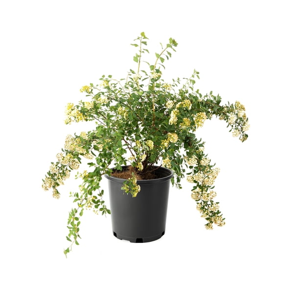 2 Gallon Bridalwreath Spirea (Spiraea) Shrub