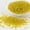 Yellow, variant on 12/0 Glass Seed Beads Silver Lined Round Hole Round Lime Green 2mm Hole: 1mm