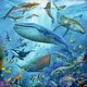 thumbnail image 3 of Ravensburger Rompecabezas: El mundo animal del oceano 3 Pack 49 piezas azul Estándar, 3 of 5