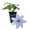 1 Plant, variant on Clematis Bernadine - Live Starter Plant in a 2 Inch Growers Pot - Starter Plants Ready for The Garden - Rare Clematis for Collectors