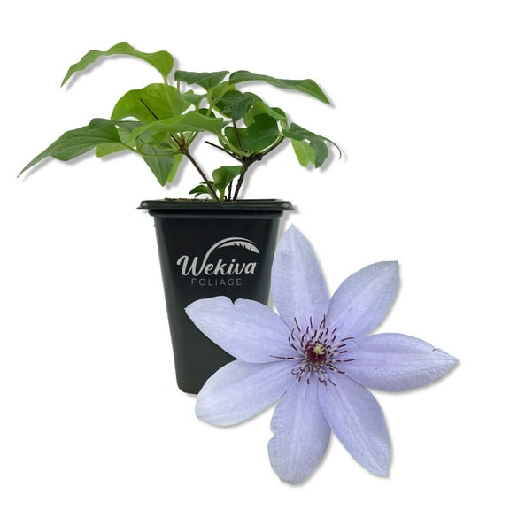 Clematis Bernadine - Live Starter Plant in a 2 Inch Growers Pot - Starter Plants Ready for The Garden - Rare Clematis for Collectors
