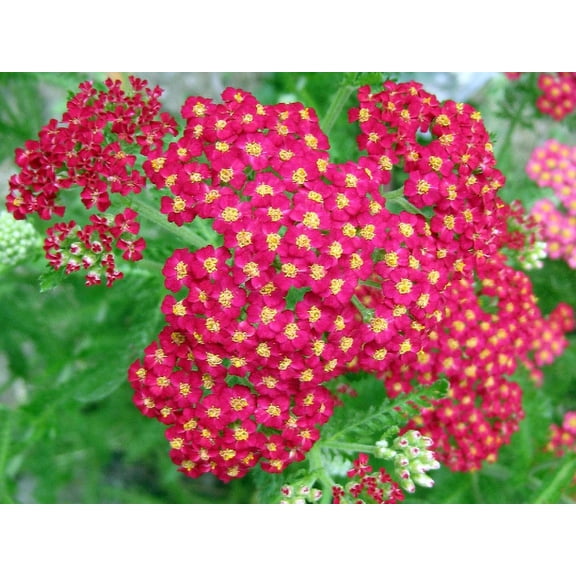 Red Yarrow Wildflower Seeds/ Perennial/ Full Sun/ 6000 Seeds 1 gram/ Zellajake Farm and Garden- B206