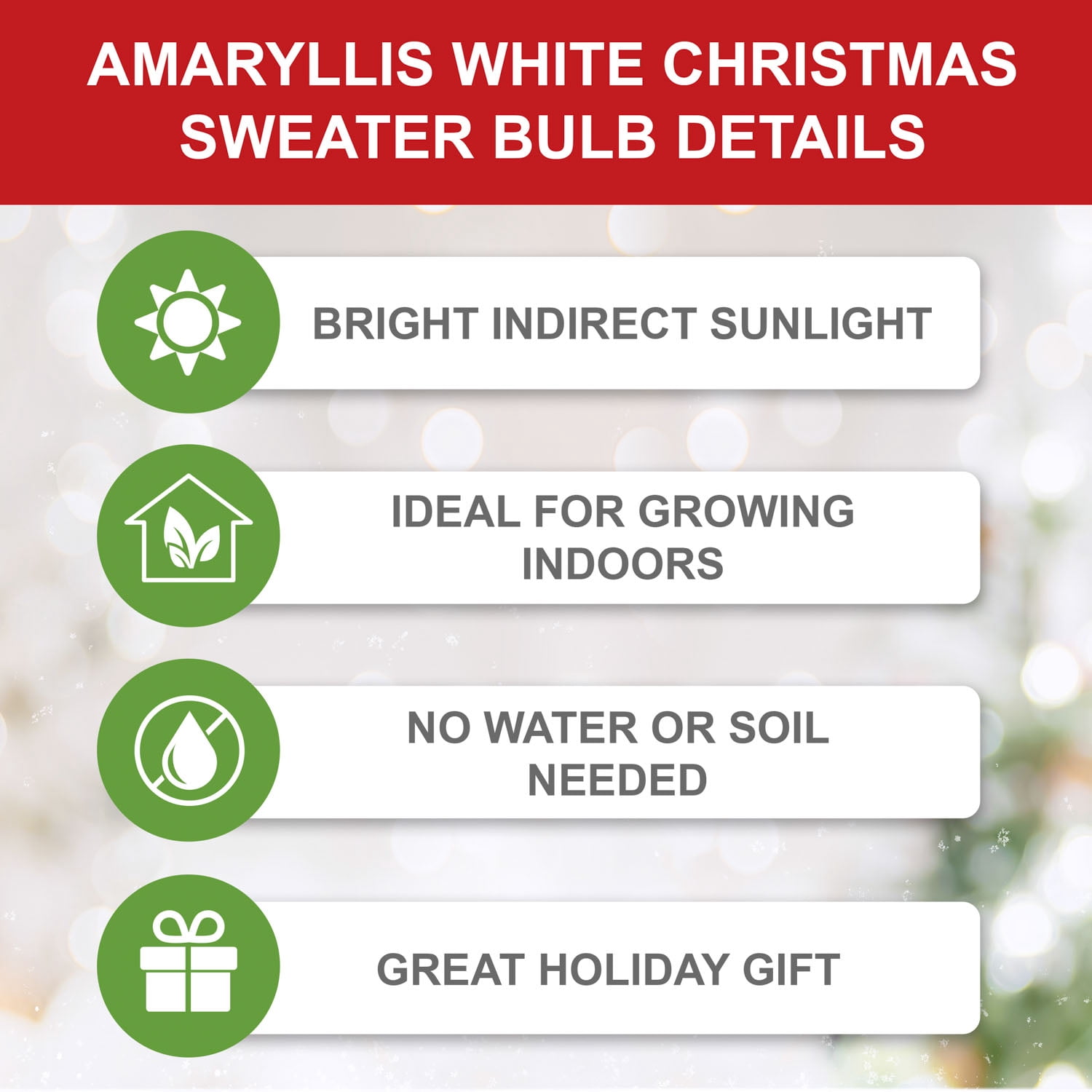 Garden State Bulb White Christmas Amaryllis Flower Bulb, 28/30cm (Bag of 3)