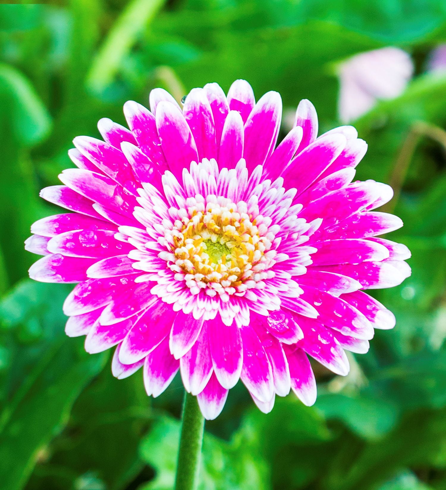 Southern Living Frosted Hot Pink Garden Jewels Gerbera Daisy Live Shrub in 2.5-Quart Grower Pot