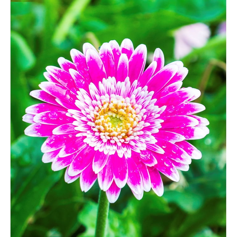 Southern Living Frosted Hot Pink Garden Jewels Gerbera Daisy Live