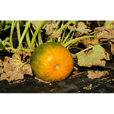 - Canvas Print Bio Field Orange Green Pumpkin Autumn Vegetables Stretched Canvas 10 x 14