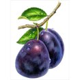 thumbnail image 1 of Taladro Pintura Diamante (DF4325) 5D DIY Completo Fruta Bordado Mosaico Craft Kit (w375) 50x70cm FLhrweasw Nuevo, 1 of 1