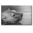 thumbnail image 1 of Cuadro Canva Pixtreats Oso Nadando 50X75 cm, 1 of 4