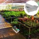 thumbnail image 5 of 4 conjuntos de ventana rectangular Caja de flores de planta Plantilla de planta con bandeja, 5 of 5