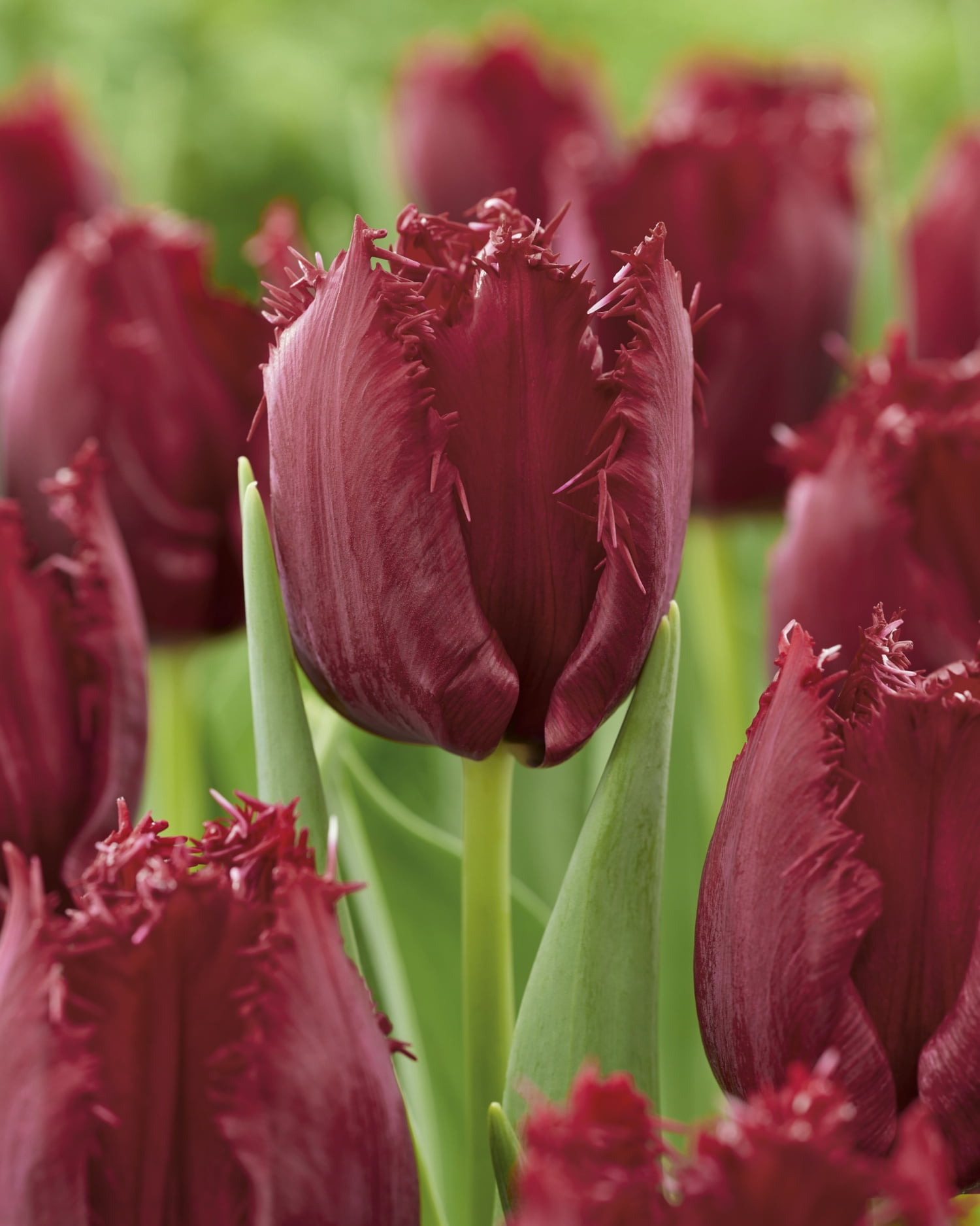 TASC Tulip Fringed Pacific Pearl, Quantity 8 bulbs each bag