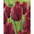 thumbnail image 1 of Bulbe de fleur vivace frangée TASC Tulip « Pacific Pearl », 1 of 1