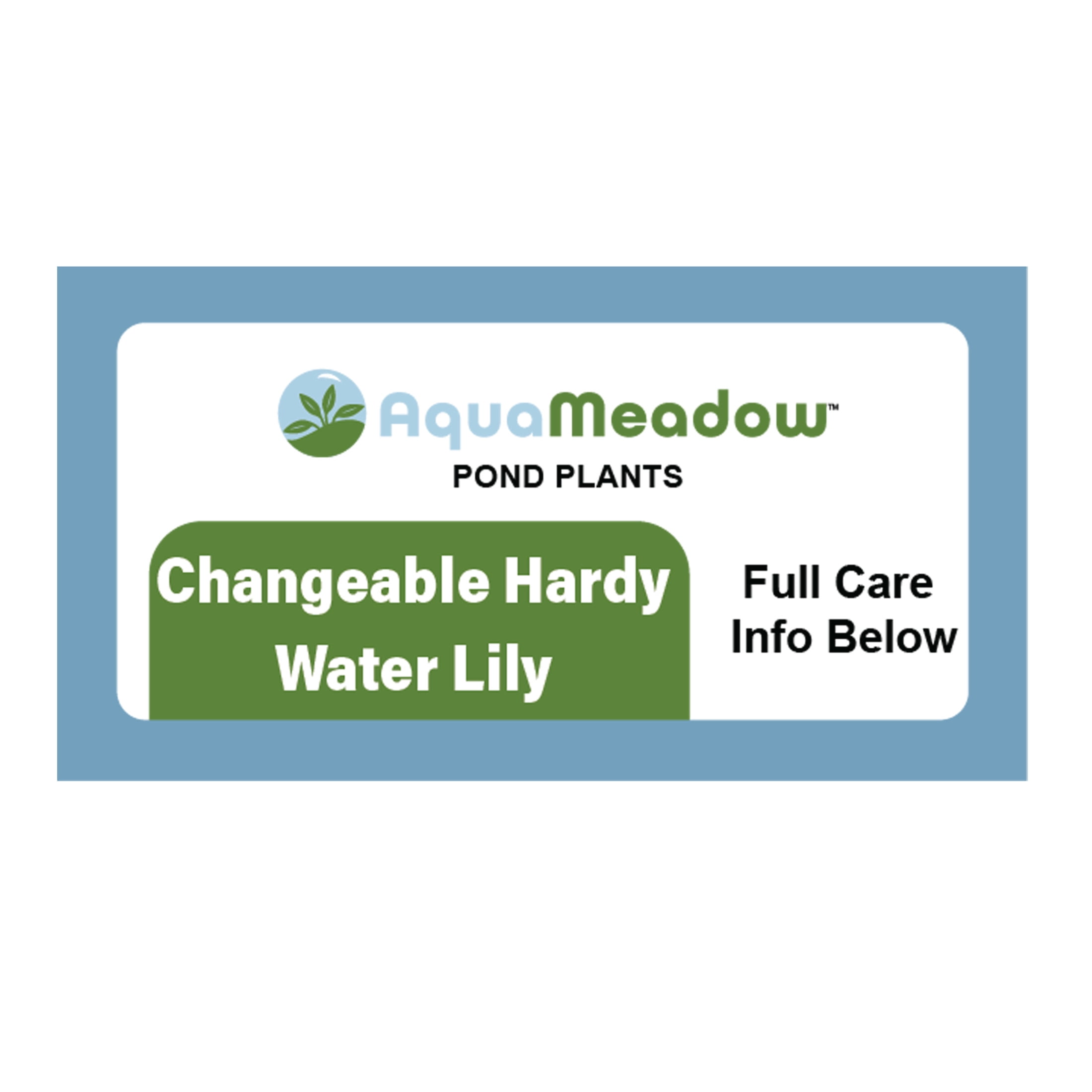 AquaMeadow Changeable Hardy Water Lily