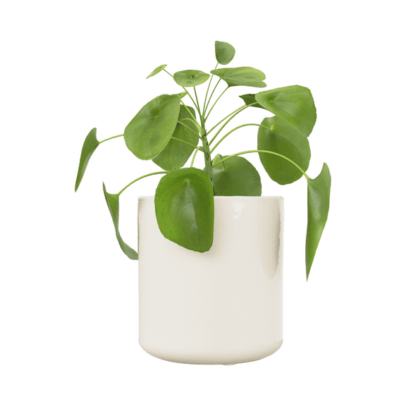 Live Chinese Money Plant Indoor, 6 - 9 Inches Starter Plant, Money Plant in 4 Inches Pot, Houseplant