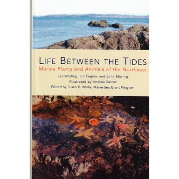 Pre-Owned Life Between the Tides: Marine Plants and Animals of the Northeast (Paperback) 0884482537 9780884482536