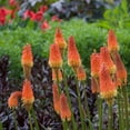 thumbnail image 3 of Eden Brothers Red Hot Poker Roots - Alcazar, 3 of 4