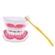 thumbnail image 2 of Modelo de Lengua de Dientes Dentales de Boca con Ampliación de Dientes Inferiores Extraíbles 2x Dientes Fijos Perfecl, 2 of 7