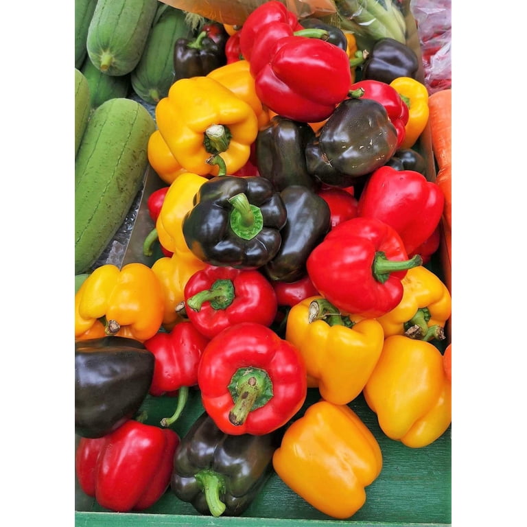 150 Rainbow Bell Pepper Seeds - Red, Green, Yellow, Orange, Purple
