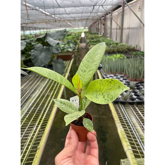 Ficus 'shivereana' (Moonshine), 2" Pot, Indoor Houseplant, Easy Care, Live Plant for Indoor & Outdoor