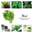 thumbnail image 2 of Set of 3 Mixed Mint Plants Live, Easy Grow Indoor Outdoor Herb Plants, Well Rooted Cold Hardy Herbs, 2 of 6