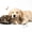 White Cream, variant on Homewish Kawaii Dog Cat 7-Piece Twin Bedding,Pet Love Theme Bedding Comforter Set,White,Polkadot Reversible