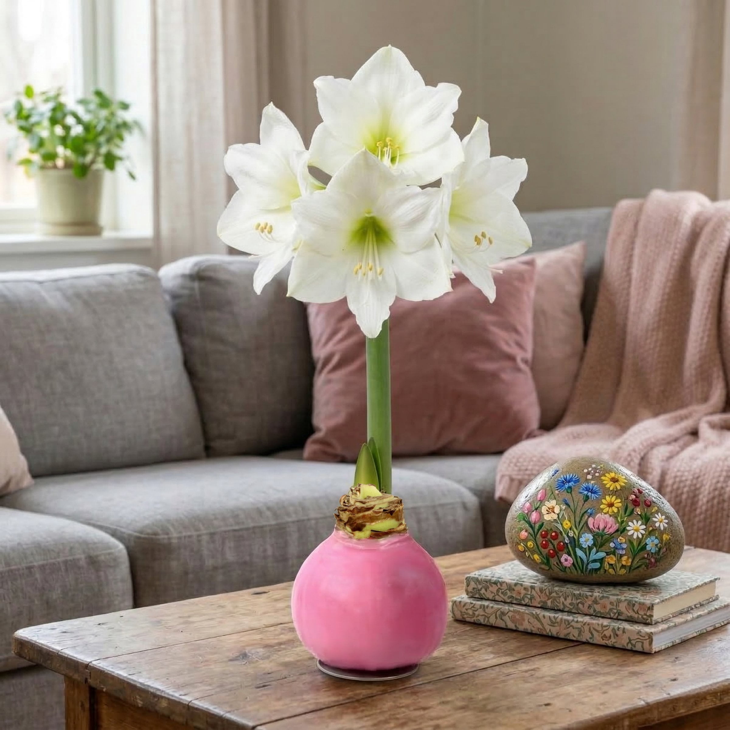 National Plant Network Pastel Pink Waxed White Blooming Giant Amaryllis Bulb (3-pack)