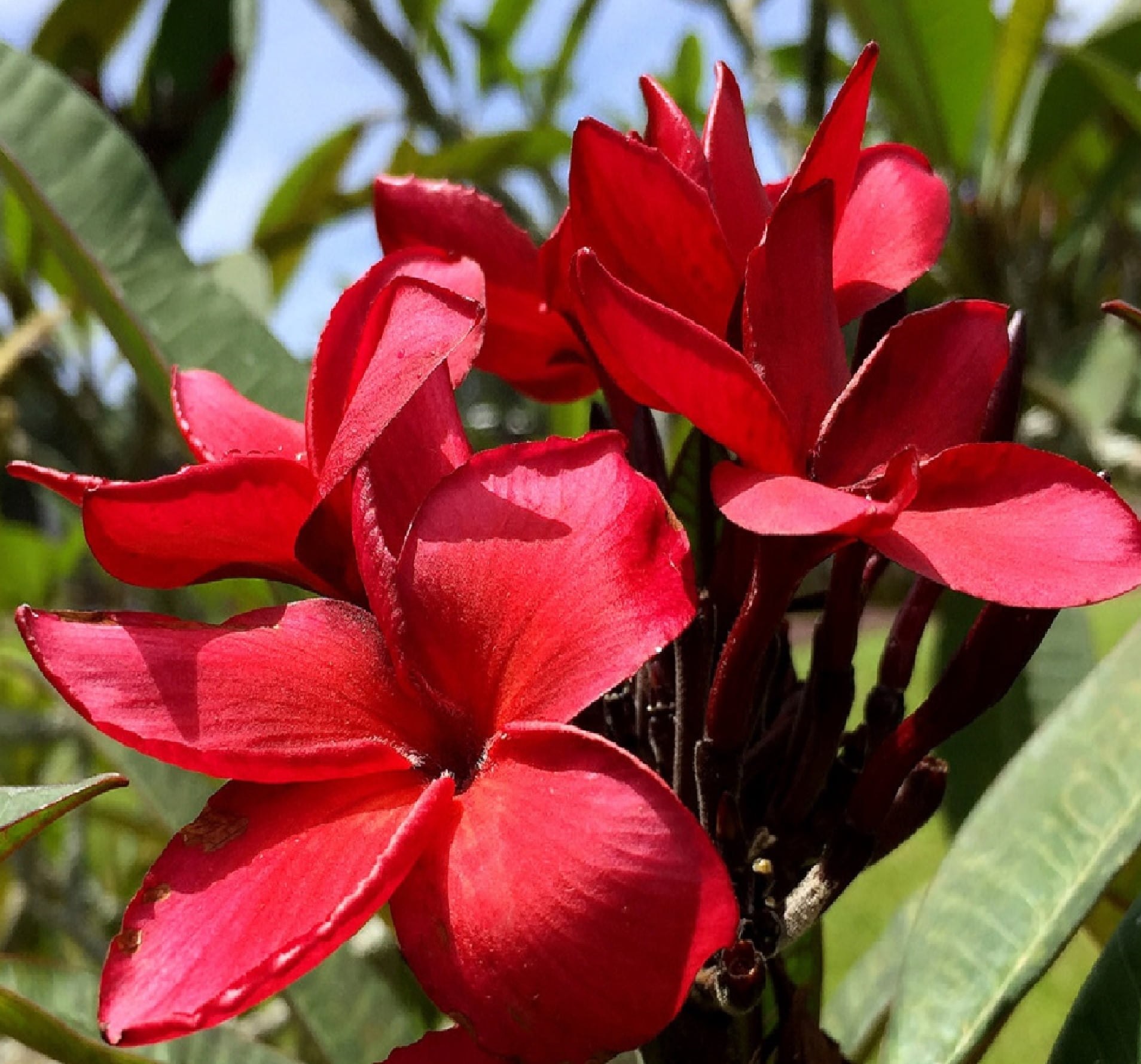 Hawaiian Tropical Red Plumeria Live Plants Cutting, Full Sun