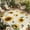 beige, variant on Yellow Sunflowers Outdoor Rug for Patio/Deck/Porch, Non-Slip Large Area Rug 5 x 7 Ft, Summer Farmhouse Retro Beige Indoor Outdoor Rugs Washable Area Rugs, Reversible Camping Rug Carpet Runner