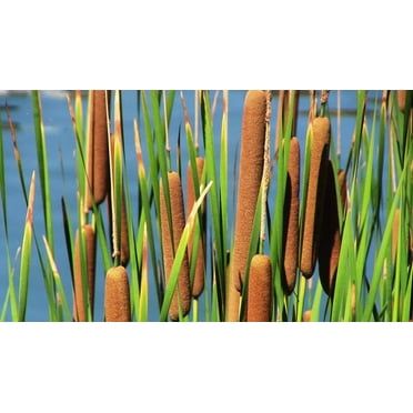 Cattail Seeds for Planting - 600 Seeds