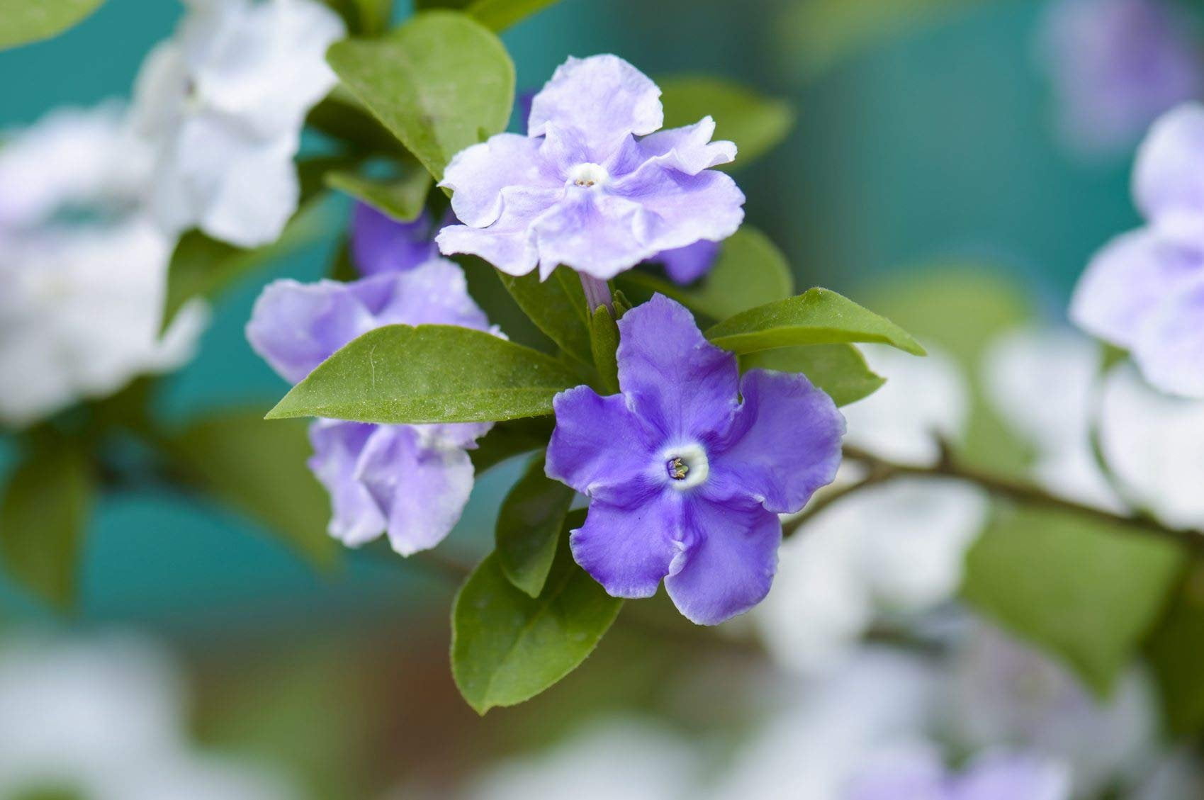 Yesterday, Today and Tomorrow  10 Live Plants  Brunfelsia Pauciflora Floribunda  Beautiful Blooming Violet & White Flowers Evergreen Screening Shrub