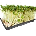 thumbnail image 3 of Bandejas de cultivo de jardín de 5 uds., bandeja de inicio de semillas, bandeja de germinación de plantas con orificios de drenaje para Microgreens Wheatgrass (Negro) JFHHH pequeña, 3 of 5