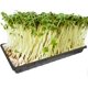 thumbnail image 3 of Bandejas de cultivo de jardín de 5 uds., bandeja de inicio de semillas, bandeja de germinación de plantas con orificios de drenaje para Microgreens Wheatgrass (Negro) JFHHH pequeña, 3 of 5