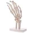 thumbnail image 4 of 1 pieza 1: 1 mano humana modelo conjunto estudio escolar herramienta de Zulema Modelo de esqueleto de mano, 4 of 7