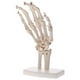 thumbnail image 3 of 1: 1 Tamaño Natural Modelo de Articulación de Hombro con Ligamento de Mano Juguete de Aprendizaje de Anatomía Escolar, 3 of 5