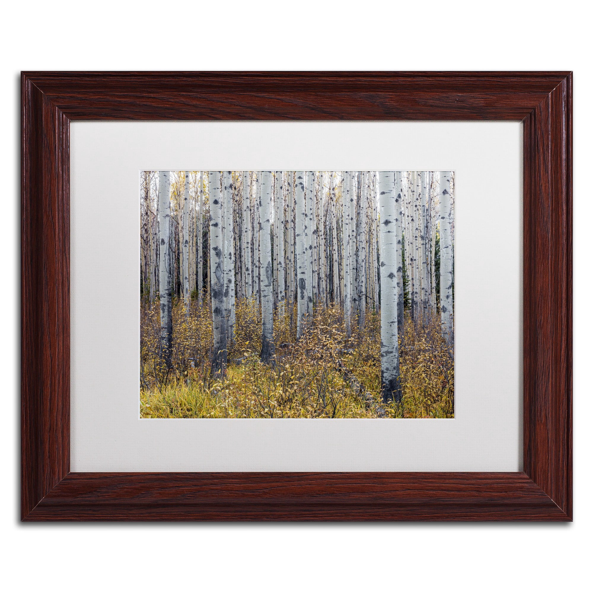 Trademark Fine Art 'Aspen Trees in Autumn' Canvas Art by Pierre Leclerc, White Matte, Wood Frame
